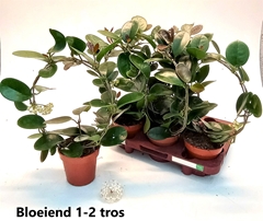 Hoya Australis 12Ø 45cm