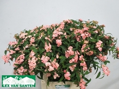 Euphorbia Fulgens Spray Pink Baron 80cm 15cm Hd