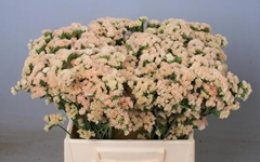 Limonium Sinuatum Peach Wings 40cm 15gr.