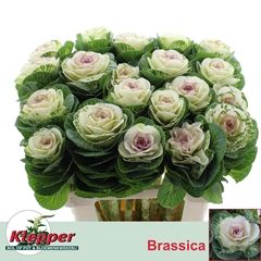 Brassica White Crane 60cm