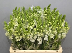 Antirrhinum Maryland White 62cm