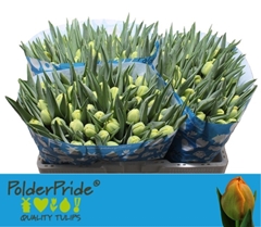 Tulip Double Icoon 35cm 35gr.