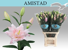 Lily Oriental Double Amistad 105cm 4+