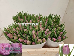 Tulip Double Double Price 35cm 33gr.