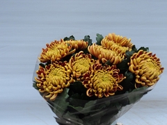 Chrysanth Single Fuego 75cm 80gr.