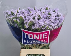 Limonium Sinuatum Luna Blue 70cm 45gr.