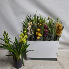 Cymbidium Mixed 14Ø 70cm 2st
