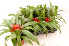 Guzmania Tempo 9Ø 20cm