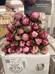 Paeonia Sarah Bernhardt 55cm