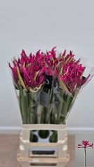 Nerine Mister Cees 70cm