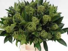 Skimmia Kew Green Per Bunch 45cm