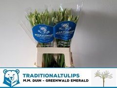 Nerine Bowdenii Greenwald Emerald 65cm