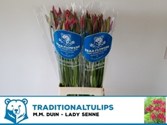 Nerine Lady Senne 70cm