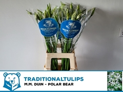 Nerine Bowdenii Polar Bear 60cm