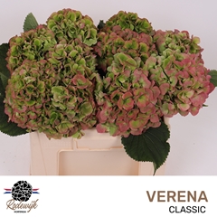 Hydrangea Verena Classic 40cm 12-14cm Hd