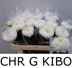 Chrysanth Single Kibo 70cm 100gr.