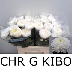 Chrysanth Single Kibo 60cm 90gr.