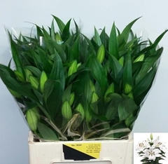 Lily Oriental Zambesi 65cm 2+