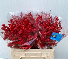 Ilex Red Berry 60cm