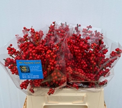 Ilex Red Berry 40cm