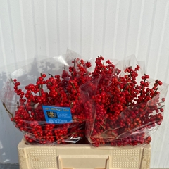 Ilex Red Berry 50cm