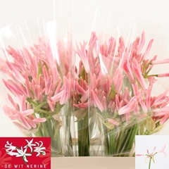 Nerine Mila 55cm