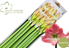 Hippeastrum Sunrise 70cm