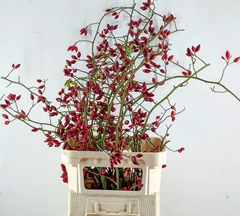 Rosa Zaffiro 100cm