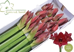 Hippeastrum Tinto Night 80cm