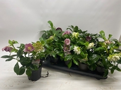 Helleborus Orientalis 12Ø 30cm