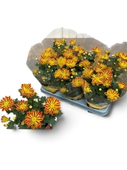 Chrysanth Zumba Red & Gold '25 12Ø 26cm