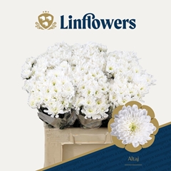 Chrysanth Spray Altaj 60cm 50gr.