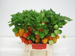 Physalis Alkekengi Lampion Per Stem 50cm