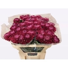 Chrysanth Single Bigoudi Red 70cm 80gr.