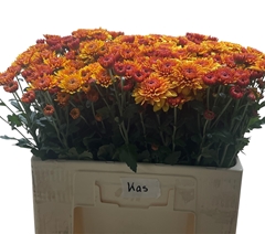 Chrysanth Spray Blenda 55cm 45gr.