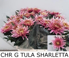 Chrysanth Single Tula Sharletta 85cm 90gr.