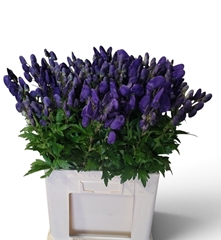 Aconitum Carmichaelii Arendsii 70cm