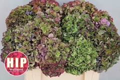 Hydrangea Rodeo Red Classic 50cm 16-18cm Hd