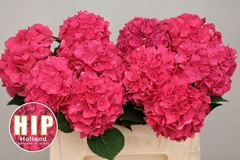 Hydrangea Rodeo Red 40cm 10-12cm Hd