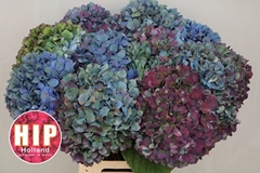 Hydrangea Pimpernel Classic 60cm 18-20cm Hd