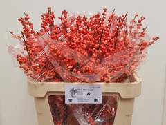 Ilex Oudijk's Orange 80cm