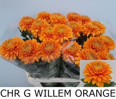 Chrysanth Single Willem Oranje 80cm 170gr.