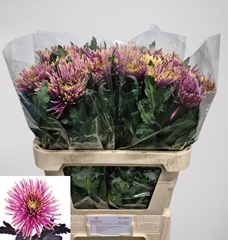 Chrysanth Single Tula Sharletta 80cm 80gr.