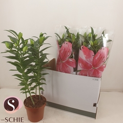 Lily Double Roselily Zeta 19Ø 70cm