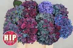 Hydrangea Pimpernel Classic 40cm 14-16cm Hd