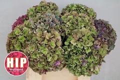Hydrangea Rodeo Red Classic 40cm 14-16cm Hd