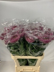 Chrysanth Single Bislet Purple 85cm 115gr.