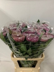 Chrysanth Single Bislet Purple 85cm 155gr.