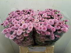 Chrysanth Santini Calimero Pink 45cm 26gr.