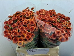 Chrysanth Santini Calimero Red 40cm 26gr.